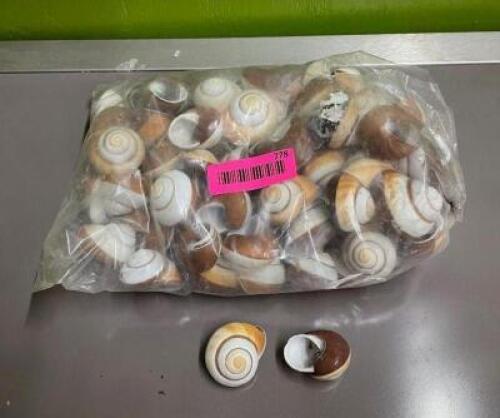 LARGE BAG OF ASSORTED SEASHELLS