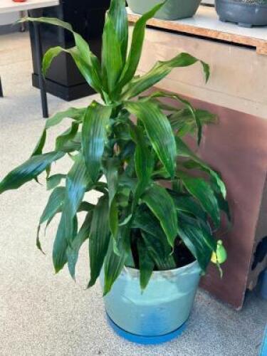 CORN PLANT