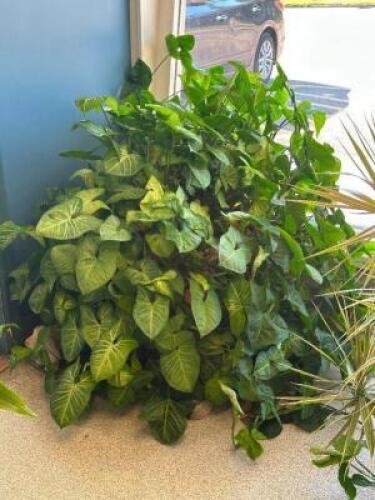 ARROWHEAD PLANT