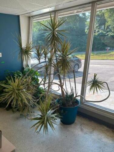 LARGE CRACENA MARGINATA TRICOLOR PLANT