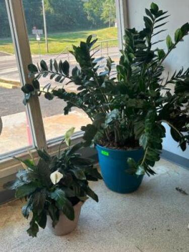 (2) - POTTED ZZ PLANTS