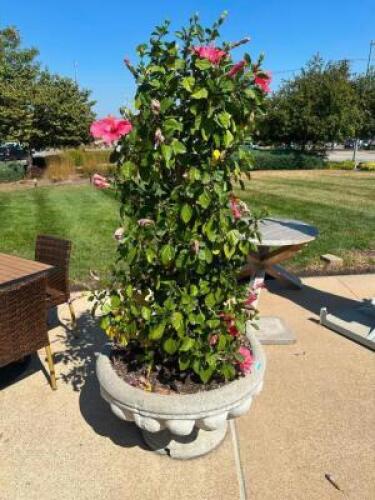 DESCRIPTION LARGE STONE PLANTERS WITH 60" DIPLADENIA PLANT ADDITIONAL INFORMATION PLANT IS HEALTHY LOCATION PATIO QTY 1