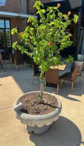 DESCRIPTION LARGE STONE PLANTERS WITH 60" ROSE OF SHARON ADDITIONAL INFORMATION PLANT IS HEALTHY LOCATION PATIO QTY 1