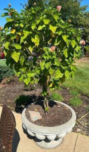 DESCRIPTION LARGE STONE PLANTERS WITH 60" TROPICAL HIBISCUS ADDITIONAL INFORMATION PLANT IS HEALTHY LOCATION PATIO QTY 1