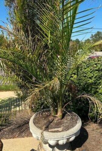 DESCRIPTION LARGE STONE PLANTERS WITH 60" FERN ADDITIONAL INFORMATION PLANT IS SHOWING SOME STRESS LOCATION PATIO QTY 1