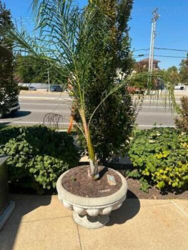 DESCRIPTION LARGE STONE PLANTERS WITH 72" FERN ADDITIONAL INFORMATION PLANT IS HEALTHY LOCATION PATIO QTY 1