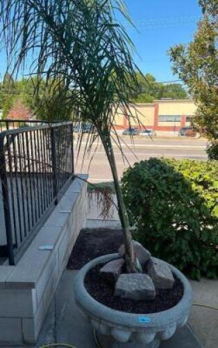 DESCRIPTION LARGE STONE PLANTERS WITH 72" FERN ADDITIONAL INFORMATION PLANT IS HEALTHY LOCATION PATIO QTY 1