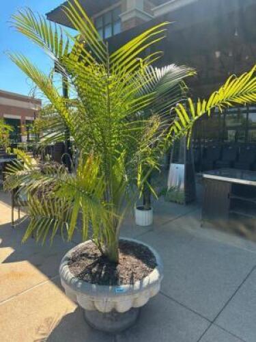 DESCRIPTION LARGE STONE PLANTERS WITH 72" FERN ADDITIONAL INFORMATION PLANT IS HEALTHY LOCATION PATIO QTY 1