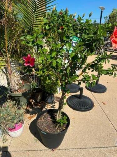 DESCRIPTION 60" ROSE OF SHARON ADDITIONAL INFORMATION HEALTHY LOCATION PATIO QTY 1
