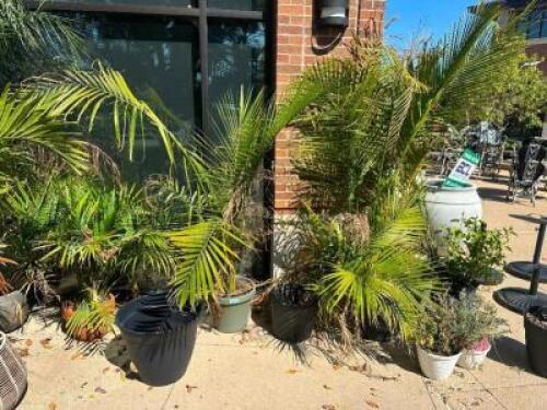 DESCRIPTION (5) ASSORTED LARGE PLANTERS W/ FERNS THIS LOT IS: ONE MONEY LOCATION PATIO QTY 1