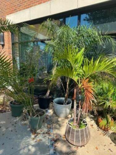 DESCRIPTION (5) ASSORTED LARGE PLANTERS W/ FERNS THIS LOT IS: ONE MONEY LOCATION PATIO QTY 1