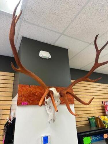 DESCRIPTION ELK ANTLERS W/ MOUNT LOCATION KNIFE COUNTER QTY 1