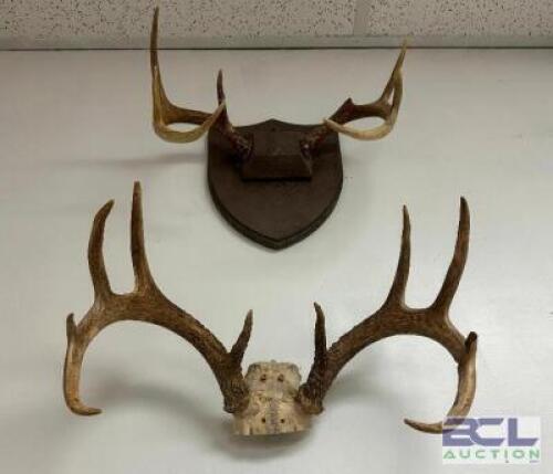 DESCRIPTION (2) ASSORTED MOUNTED ANTLERS THIS LOT IS: ONE MONEY LOCATION WEST WALL QTY 1