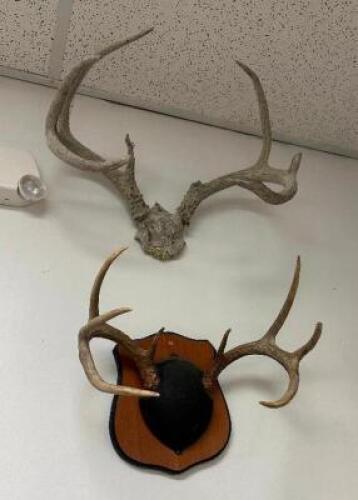 DESCRIPTION (2) ASSORTED MOUNTED ANTLERS THIS LOT IS: ONE MONEY LOCATION WEST WALL QTY 1