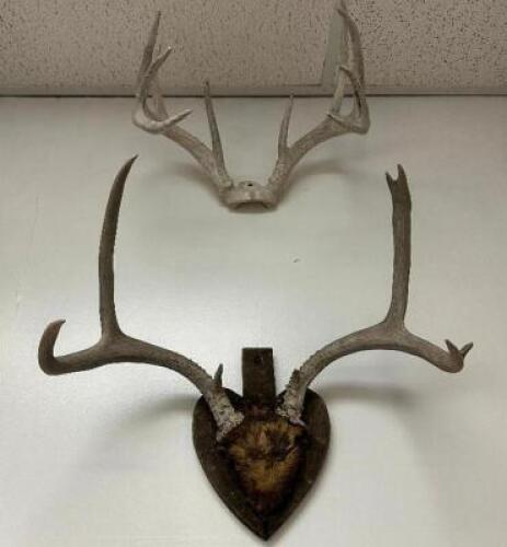 DESCRIPTION (2) ASSORTED MOUNTED ANTLERS THIS LOT IS: ONE MONEY LOCATION WEST WALL QTY 1