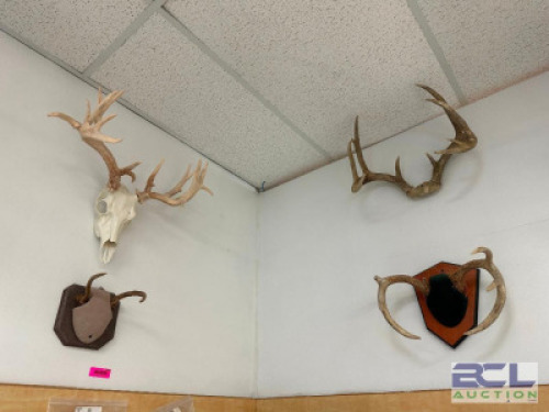 DESCRIPTION (4) ASSORTED MOUNTED ANTLERS THIS LOT IS: ONE MONEY LOCATION WEST WALL QTY 1