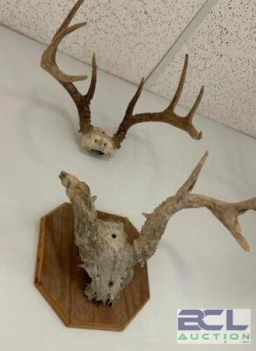 DESCRIPTION (2) ASSORTED MOUNTED ANTLERS THIS LOT IS: ONE MONEY LOCATION WEST WALL QTY 1