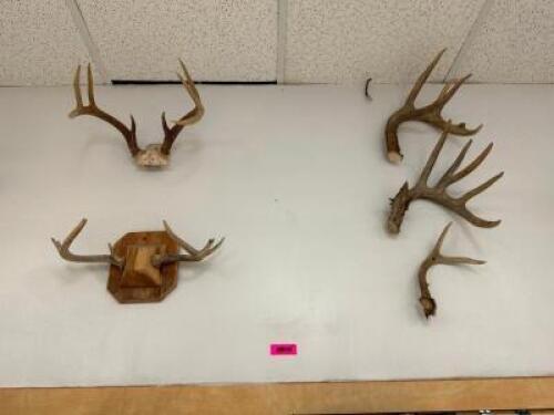 DESCRIPTION (4) ASSORTED MOUNTED ANTLERS THIS LOT IS: ONE MONEY LOCATION WEST WALL QTY 1