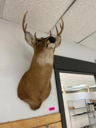 DESCRIPTION MOUNTED WHITE-TAILED DEER SHOULDER TAXIDERMY WITH FULL ANTLER RACK, IN GOOD CONDITION AND SUITABLE FOR WALL DISPLAY. LOCATION WEST WALL QT