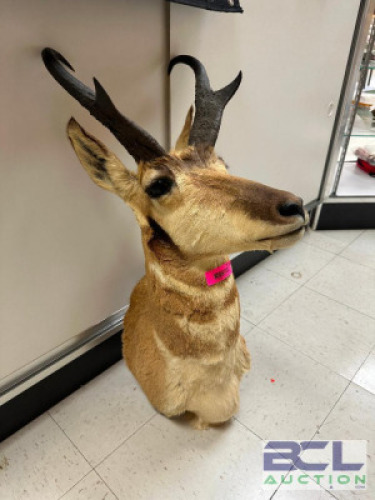 DESCRIPTION PRONGHORN TAXIDERMY HEAD W/ RACK. LOCATION KNIFE COUNTER QTY 1