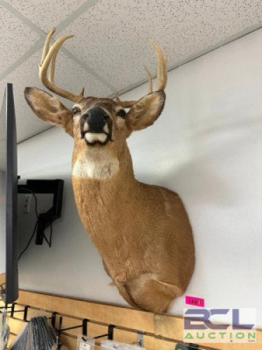 DESCRIPTION MOUNTED WHITE-TAILED DEER SHOULDER TAXIDERMY WITH FULL ANTLER RACK, IN GOOD CONDITION AND SUITABLE FOR WALL DISPLAY. LOCATION WEST WALL QT