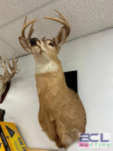 DESCRIPTION MOUNTED WHITE-TAILED DEER SHOULDER TAXIDERMY WITH FULL ANTLER RACK, IN GOOD CONDITION AND SUITABLE FOR WALL DISPLAY. LOCATION WEST WALL QT