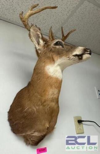 DESCRIPTION MOUNTED WHITE-TAILED DEER SHOULDER TAXIDERMY WITH FULL ANTLER RACK, IN GOOD CONDITION AND SUITABLE FOR WALL DISPLAY. LOCATION WEST WALL QT