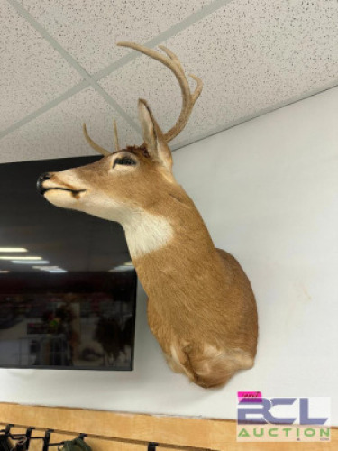 DESCRIPTION MOUNTED WHITE-TAILED DEER SHOULDER TAXIDERMY WITH FULL ANTLER RACK, IN GOOD CONDITION AND SUITABLE FOR WALL DISPLAY. LOCATION WEST WALL QT