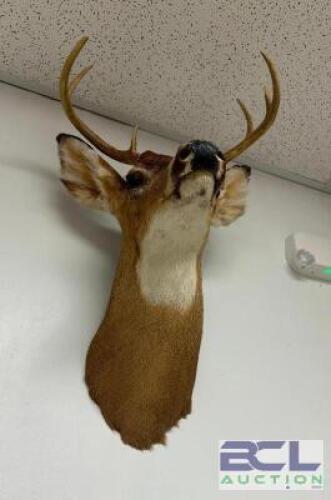 DESCRIPTION MOUNTED WHITE-TAILED DEER SHOULDER TAXIDERMY WITH FULL ANTLER RACK, IN GOOD CONDITION AND SUITABLE FOR WALL DISPLAY. LOCATION WEST WALL QT