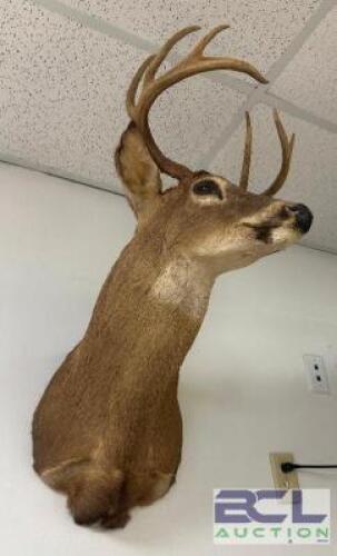 DESCRIPTION MOUNTED WHITE-TAILED DEER SHOULDER TAXIDERMY WITH FULL ANTLER RACK, IN GOOD CONDITION AND SUITABLE FOR WALL DISPLAY. LOCATION WEST WALL QT