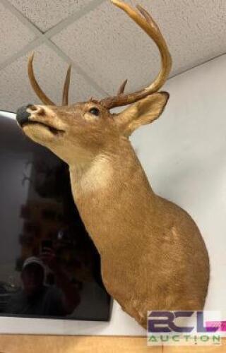 DESCRIPTION MOUNTED WHITE-TAILED DEER SHOULDER TAXIDERMY WITH FULL ANTLER RACK, IN GOOD CONDITION AND SUITABLE FOR WALL DISPLAY. LOCATION WEST WALL QT