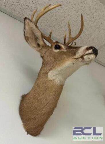 DESCRIPTION MOUNTED WHITE-TAILED DEER SHOULDER TAXIDERMY WITH FULL ANTLER RACK, IN GOOD CONDITION AND SUITABLE FOR WALL DISPLAY. LOCATION WEST WALL QT