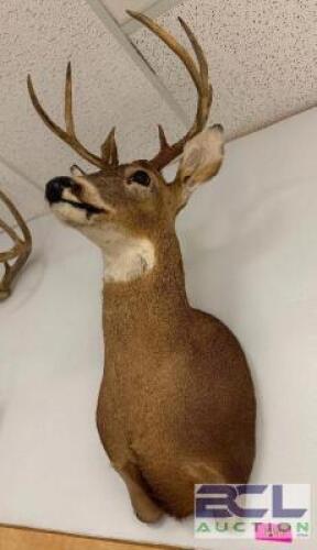 DESCRIPTION MOUNTED WHITE-TAILED DEER SHOULDER TAXIDERMY WITH FULL ANTLER RACK, IN GOOD CONDITION AND SUITABLE FOR WALL DISPLAY. LOCATION WEST WALL QT
