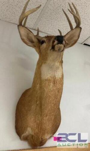 DESCRIPTION MOUNTED WHITE-TAILED DEER SHOULDER TAXIDERMY WITH FULL ANTLER RACK, IN GOOD CONDITION AND SUITABLE FOR WALL DISPLAY. LOCATION WEST WALL QT