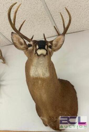 DESCRIPTION MOUNTED WHITE-TAILED DEER SHOULDER TAXIDERMY WITH FULL ANTLER RACK, IN GOOD CONDITION AND SUITABLE FOR WALL DISPLAY. LOCATION WEST WALL QT