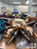 WESTERN BARREL RACING SHOW HORSE SADDLE WITH TACK SET - 10