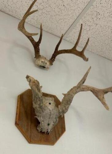 (2) ASSORTED MOUNTED ANTLERS