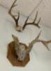 (2) ASSORTED MOUNTED ANTLERS