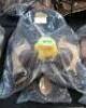 WESTERN BARREL RACING SHOW HORSE SADDLE WITH TACK SET - 13