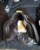 ENGLISH RIDDING SADDLE - 5