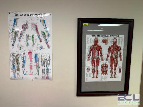 (4) ASSORTED MEDICAL POSTERS AND CHARTS.