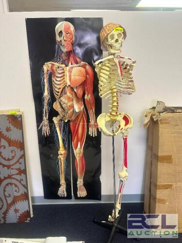 SKELETON AND BODY CHART