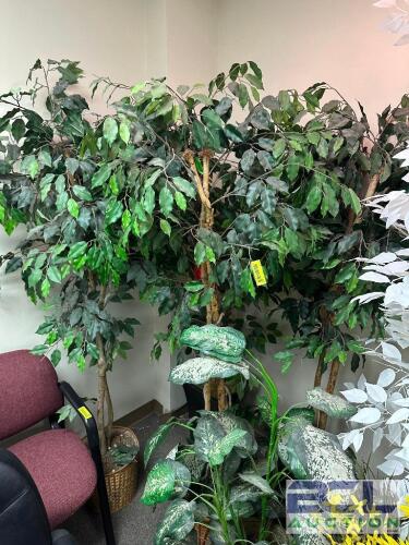 (4) FAUX FICHUS TREES.