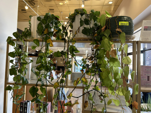 (3) POTTED PLANTS
