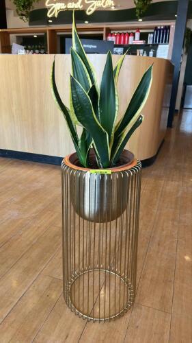 LIVE PLANT IN 24 IN GOLD TONE PLANTER