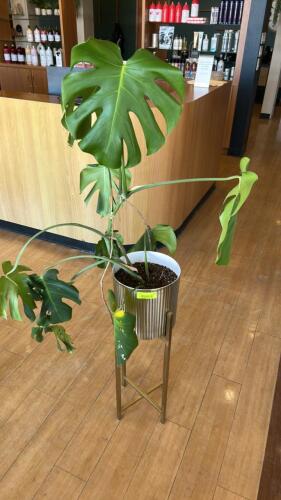 LIVE PLANT IN 30 INCH GOLD AND SILVER TONE PLANTER