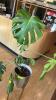 LIVE PLANT IN 30 INCH GOLD AND SILVER TONE PLANTER - 3