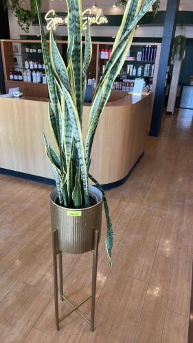 LIVE PLANT IN 30 INCH GOLD AND SILVER TONE PLANTER
