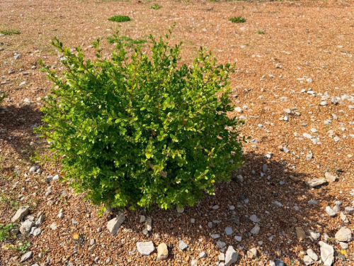 (3) SMALL BOXWOOD SHRUBS. ESTABLISHED EVERGREEN LANDSCAPE PLANTINGS