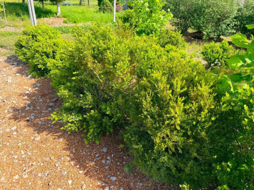 (8) BOXWOOD SHRUBS. ESTABLISHED EVERGREEN LANDSCAPE PLANTINGS